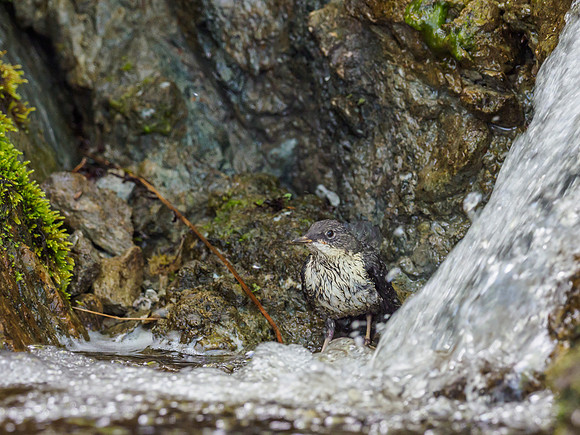 Juvenile Dipper (Cinclus cinclus) (5) [1905047]