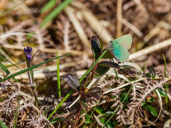 Green Hairstreak (Callophrys rubi) (3) [1905040]