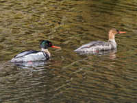 Red-breasted Merganser (Mergus serrator) [1905005]