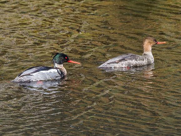 Red-breasted Merganser (Mergus serrator) [1905005]