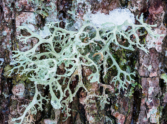Ice and Lichen