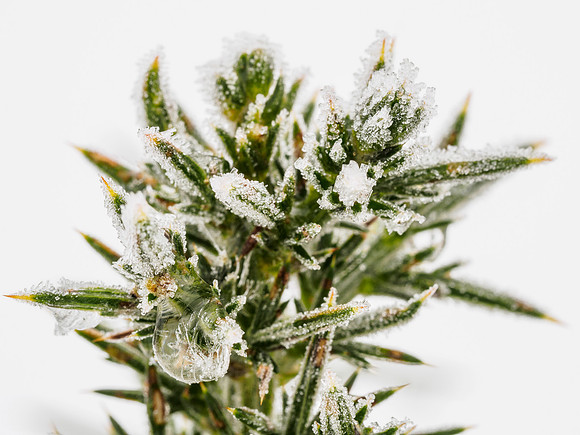 Icy Gorse