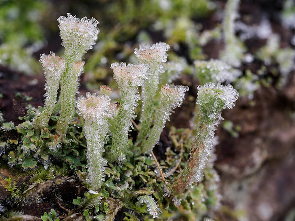 Icy Cladonia pyxidata