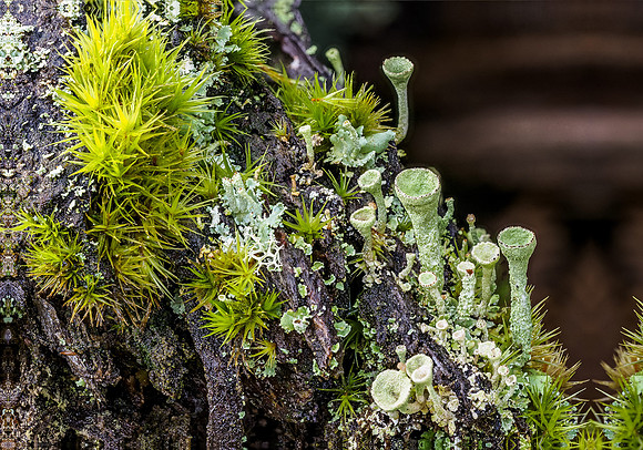 Moss and Lichen