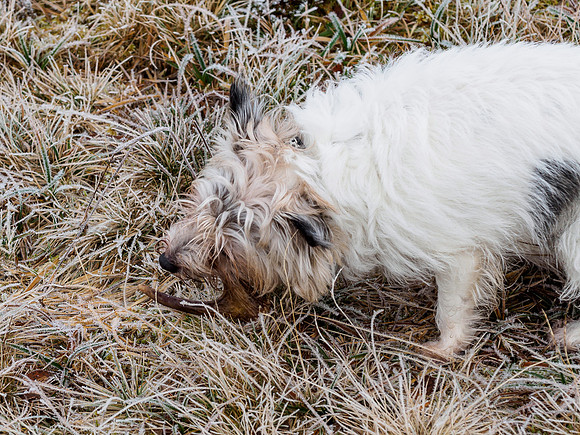 Dog with a Bone