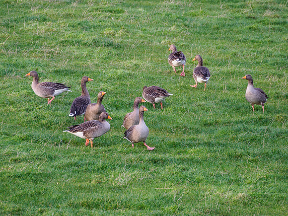 Greylag Geese