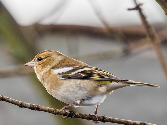 Garden Birds