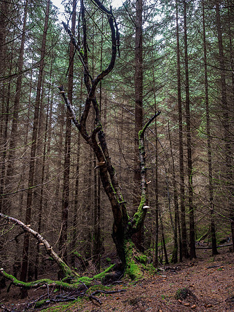 20160131-Drumnadrochit-EM520030