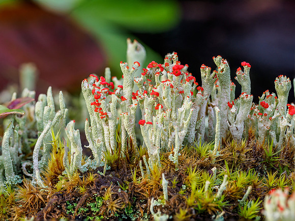 Lichen