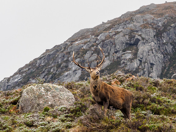 Glen Cannich Deer