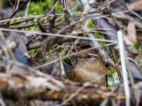 Wren