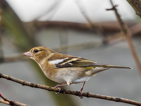 Garden Birds