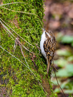 Treecreeper