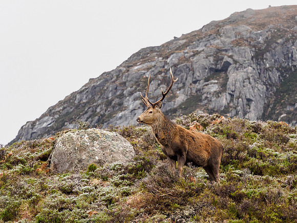 Glen Cannich Deer