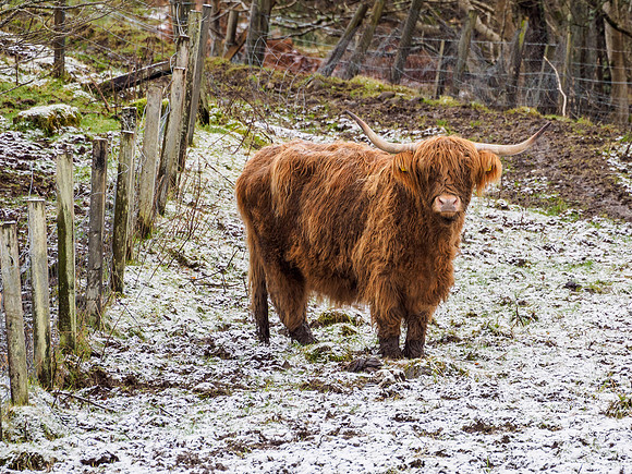 20160131-Drumnadrochit-EM520018