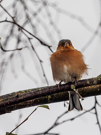 Garden Birds