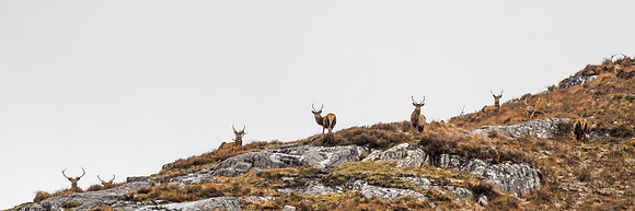Glen Cannich Deer