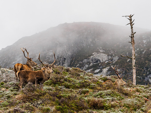 Glen Cannich Deer