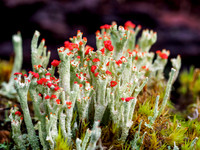 Cladonia coccifera