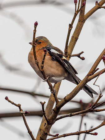 Garden Birds
