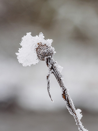 Iced Seedheads