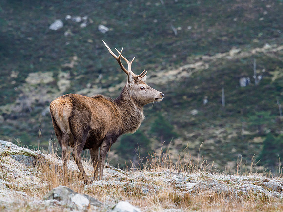 Glen Cannich Deer