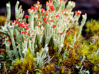 Cladonia coccifera