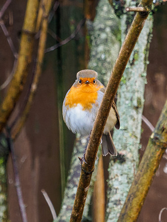 Garden Birds