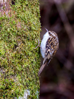 Treecreeper