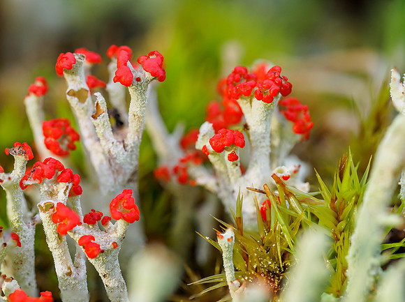 Lichen