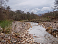 New Year's Day Dog Walk