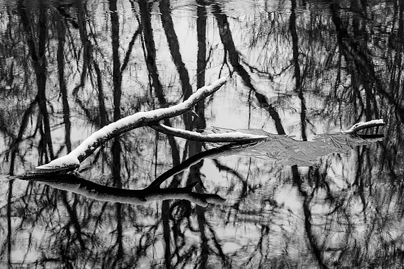 Tree Reflections
