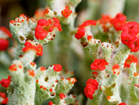 Cladonia coccifera