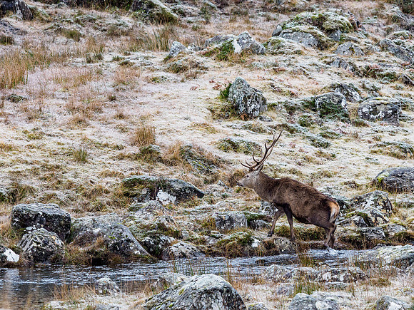 Glen Cannich Deer
