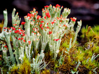 Cladonia coccifera