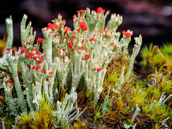 Cladonia coccifera
