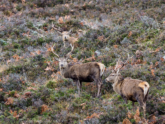 Glen Cannich Deer