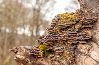 Urquhart Bay Wood 5