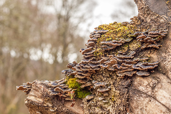 Urquhart Bay Wood 5