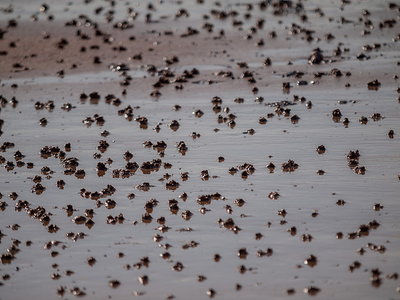 Rosemarkie Beach 2