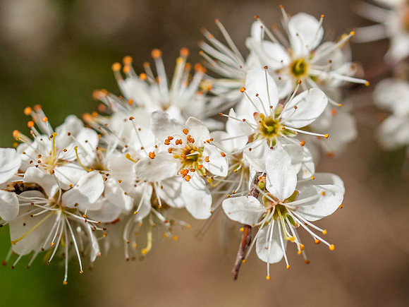 Clunebeg Blossom