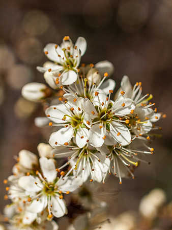 Clunebeg Blossom