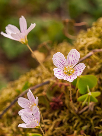 Urquhart Bay Wood 23