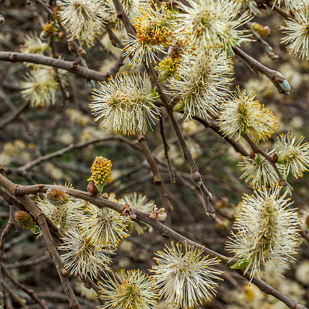 Urquhart Bay Wood 26