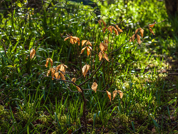 Urquhart Bay Wood 29