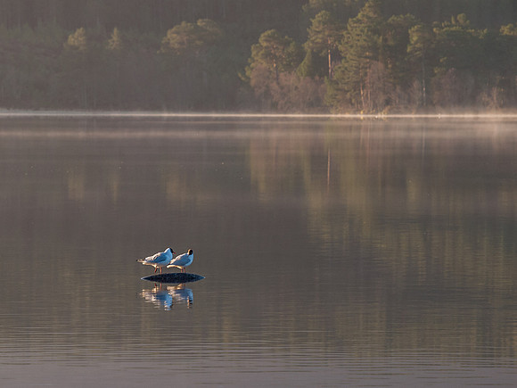 Loch Morlich 5