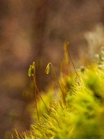 Urquhart Bay Wood 2