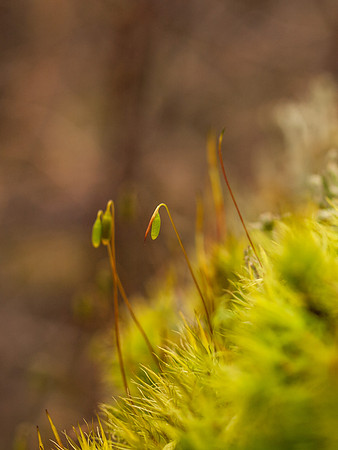 Urquhart Bay Wood 2