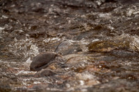 Urquhart Bay Wood 6