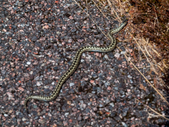 Glen Strathfarrar Walk 9